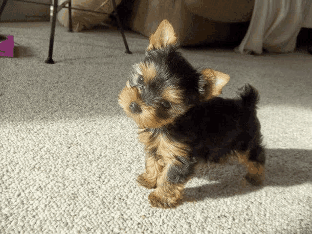 a small brown and black dog standing on a white carpet