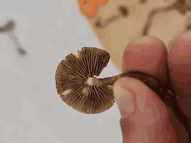 a close up of a person holding a mushroom with a white center