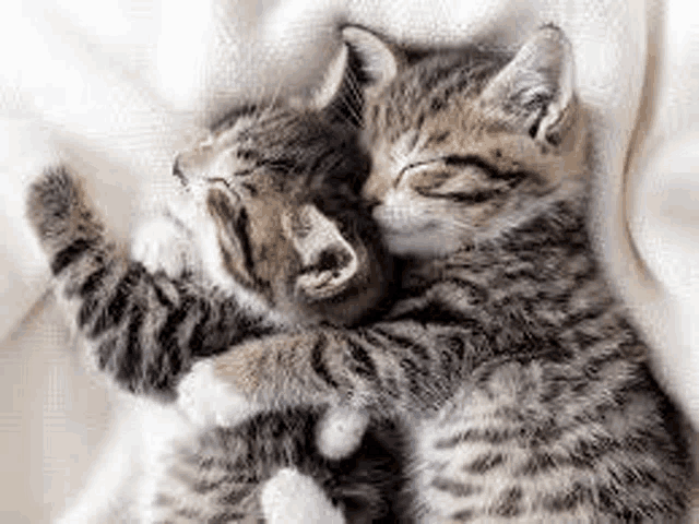 two kittens are hugging each other while laying on a bed .