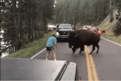 a man is trying to stop a bison from crossing a road