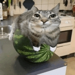 a cat is sitting on top of a watermelon on a counter in a kitchen .