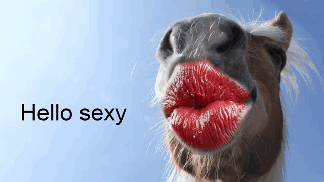 a horse with red lipstick on its lips with the words hello sexy below it