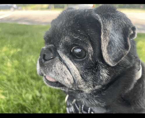 a close up of a pug dog 's face with a blurred background