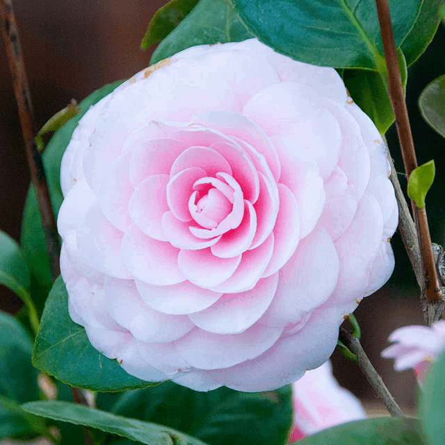 a close up of a pink flower with green leaves behind it