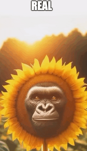 a gorilla is standing in front of a sunflower with the sun shining through it .