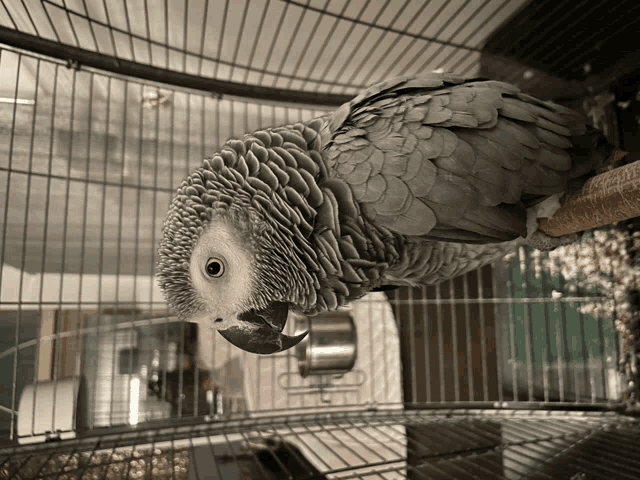 a gray parrot is sitting in a cage and looking up