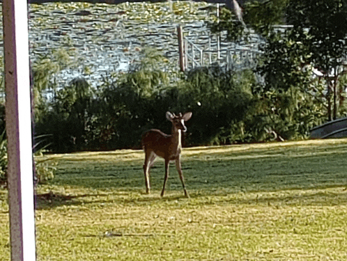 a deer stands in a grassy field with a lake in the background