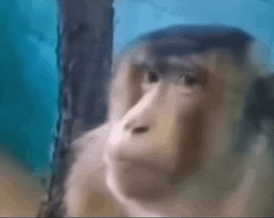 a close up of a monkey 's face looking out of a glass cage .