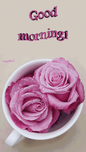 a cup of pink roses with the words good morning written on it