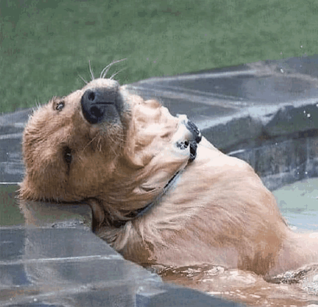 a dog with a collar is swimming in a pool and looking up