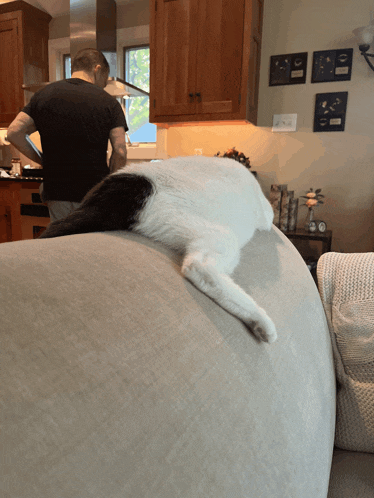 a black and white cat is laying on the back of a couch in a living room