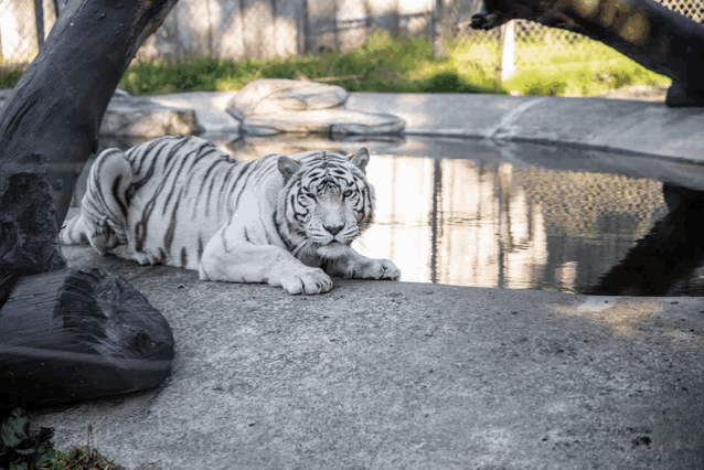 a white tiger laying on a rock near a body of water