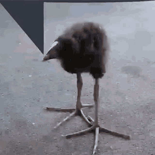 a bird with long legs is standing on a concrete surface .