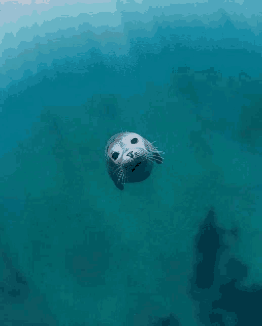 a seal is swimming in the ocean and looking up at the camera