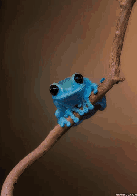 a blue frog is sitting on a branch with memeful.com in the bottom right corner