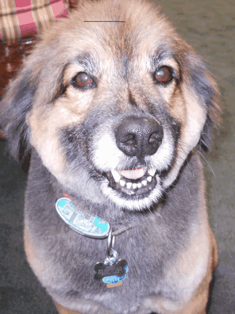 a close up of a dog with a tag that says ' chris '