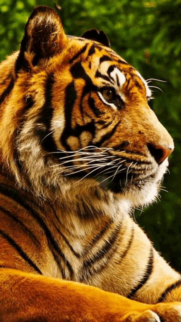 a close up of a tiger laying down with trees in the background