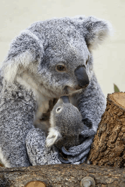 a koala bear holding a baby koala bear