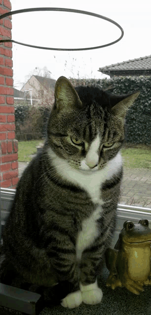 a cat sitting in front of a window next to a frog figurine