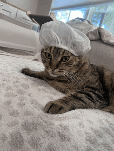 a cat is wearing a shower cap on its head