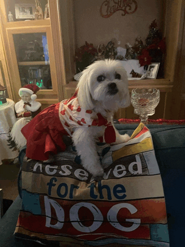 a small white dog sitting on a couch with a reserved for the dog pillow