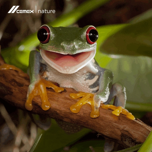 a frog is sitting on a tree branch with its mouth open and a cemex nature logo in the background