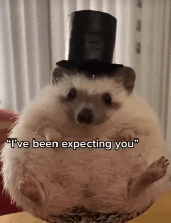 a hedgehog wearing a top hat with the words " i 've been expecting you " below it