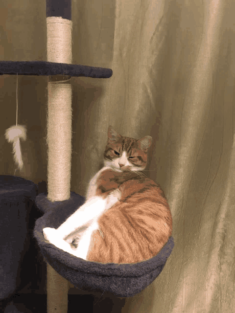 an orange and white cat is sitting in a hammock on a cat tree