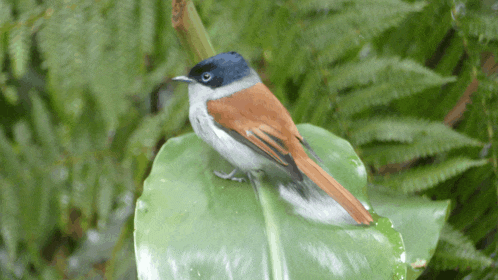 a small bird perched on a green leaf