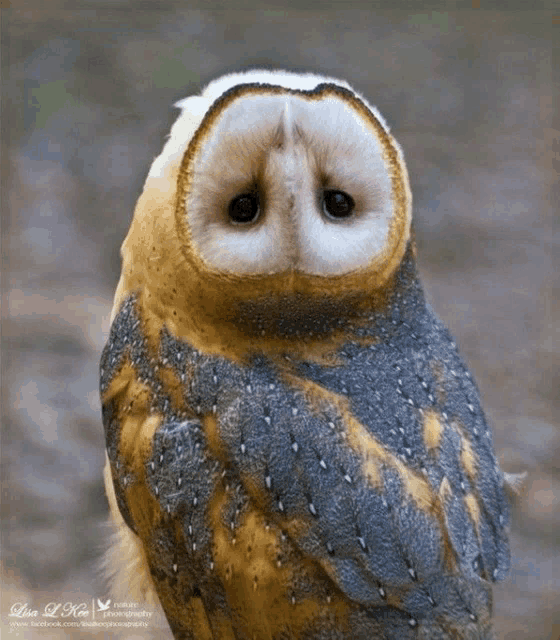 a close up of an owl with the name lisa l. king on the bottom left