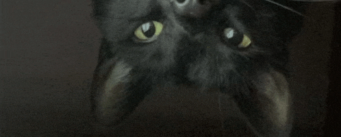 a close up of a black cat 's face with yellow eyes looking up at the camera .