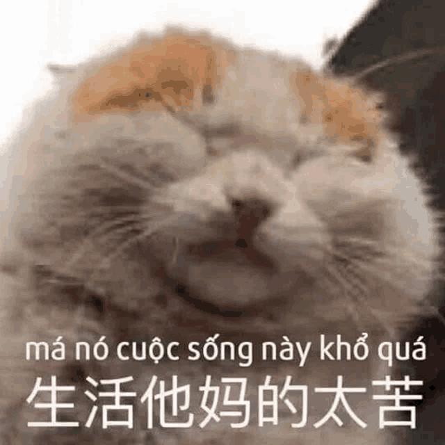 a close up of a cat with its eyes closed and a caption in a foreign language .