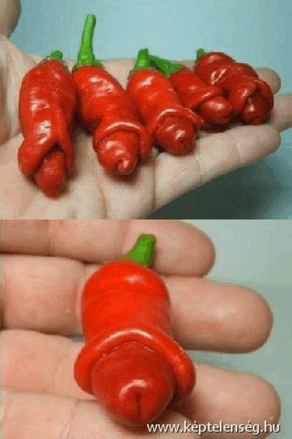 a person is holding a bunch of red peppers that are shaped like a penis .