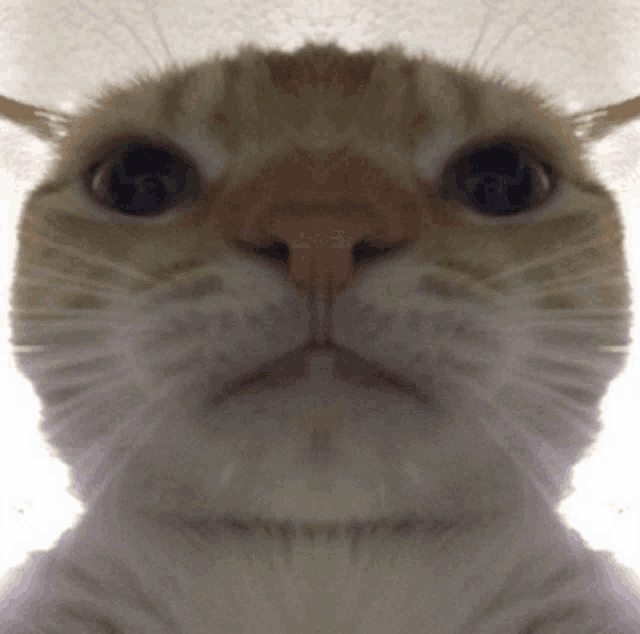 a close up of a cat 's face looking at the camera with a white background