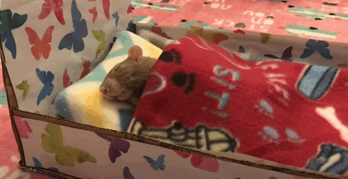 a small animal is sleeping in a cardboard bed with a blanket that says sister