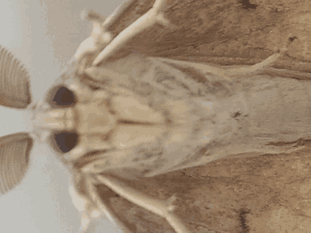 a closeup of a moth with blue eyes