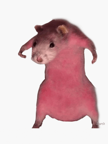 a picture of a pink hamster with the name zarch on the bottom right