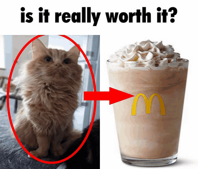 a picture of a cat next to a picture of a mcdonald 's milkshake with whipped cream