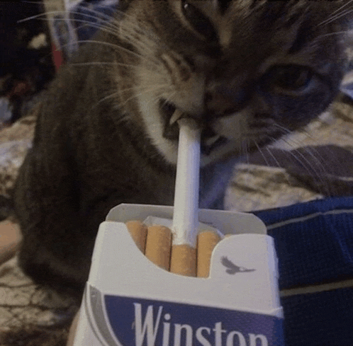 a cat is eating a cigarette from a box of winston cigarettes