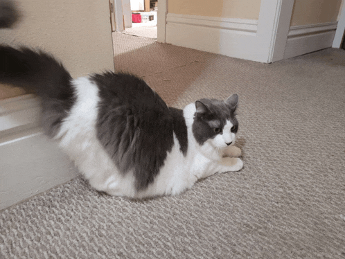 a gray and white cat is laying on a carpet