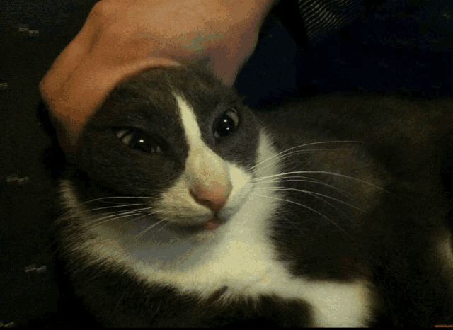 a person petting a gray and white cat