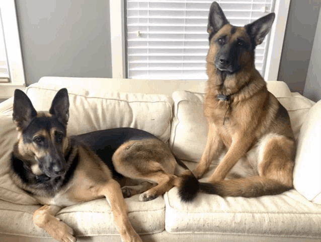 two german shepherds are laying on a couch in front of a window