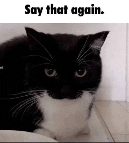 a black and white cat with a caption that says " say that again "