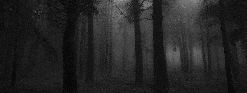 a black and white photo of a foggy forest with trees covered in fog .