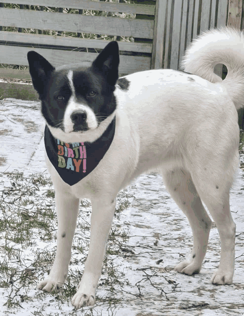 a black and white dog wearing a bandana that says birthday