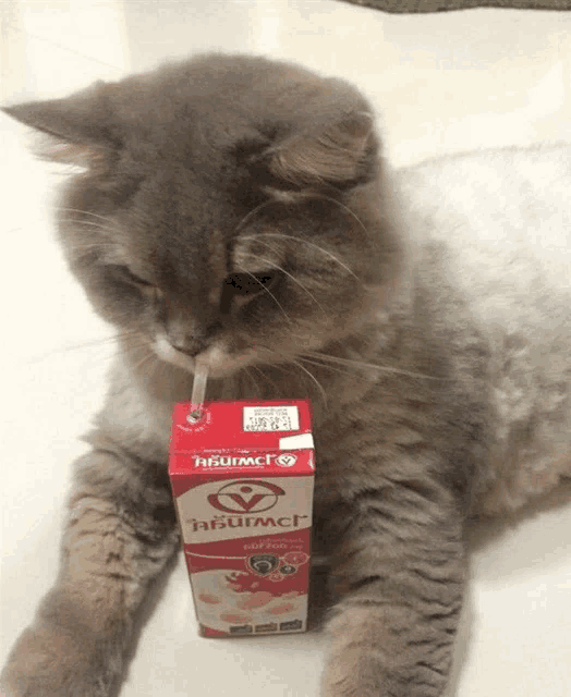 a cat is drinking from a box of abumac