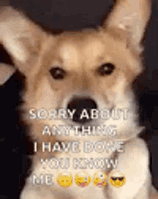 a close up of a dog with a caption that says `` sorry about anything i have done you know me . ''