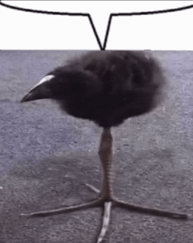 a black bird is standing on a leg with a speech bubble behind it .