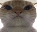 a close up of a cat 's face looking at the camera with a white background .