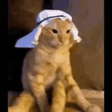 a cat is wearing a white hat and sitting on a bed .